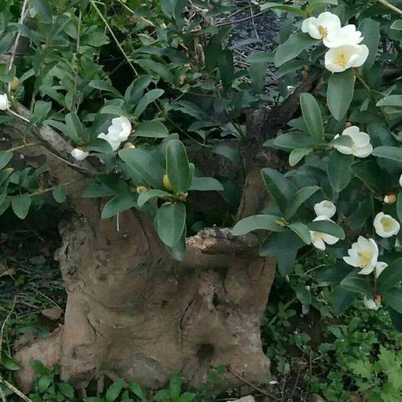 盆景首页 集号吧