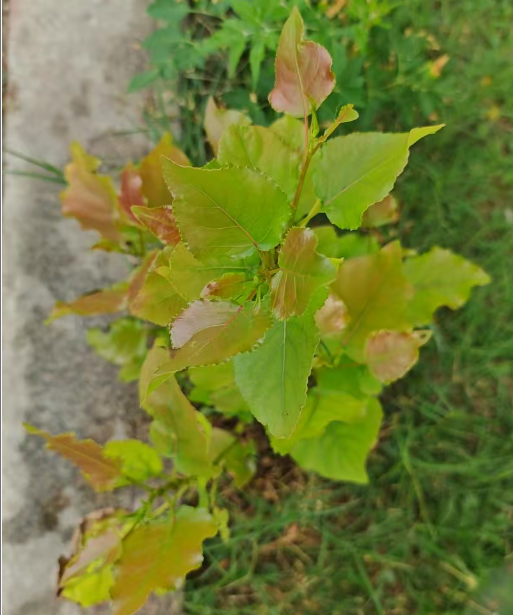 想象的样子